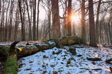 Fototapety na wymiar - Fototapeta24.pl