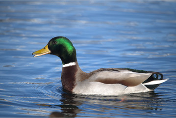 Männliche Stockente