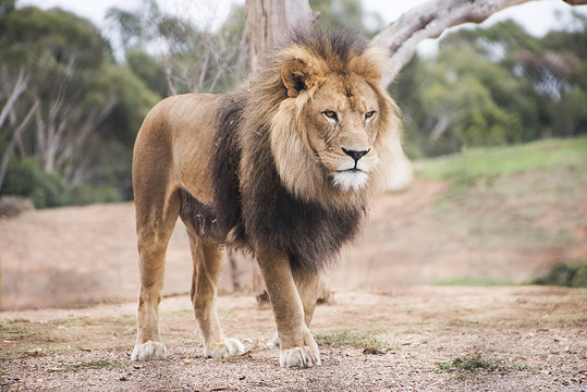 Lion looking tired