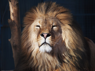 Lion serious portrait african close-up
