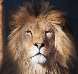 Lion serious portrait african close-up