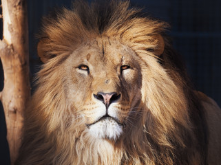 Lion serious portrait african close-up