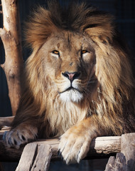 Obraz premium Lion serious portrait african close-up