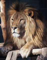 Lion serious portrait african close-up