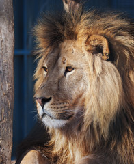 Obraz na płótnie Canvas Lion serious portrait african close-up