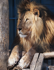Lion serious portrait african close-up