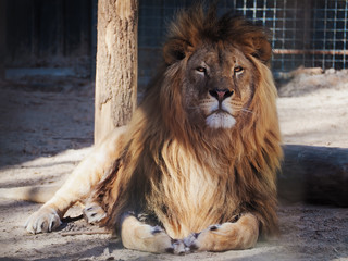 Lion serious portrait african close-up