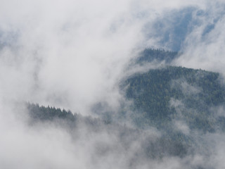 Fototapeta na wymiar Carpatian mountains fog and mist at the pine forest