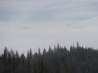 Fototapeta na wymiar Carpatian mountains fog and mist at the pine forest