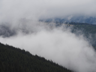 Carpatian mountains fog and mist at the pine forest