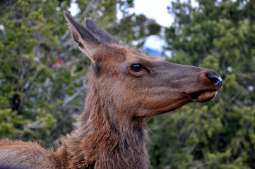 Portrait of a Deer Frightened at the Grand Canyon