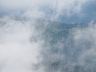 Carpatian mountains fog and mist at the pine forest