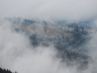 Fototapeta na wymiar Carpatian mountains fog and mist at the pine forest