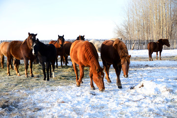 horses walk in the winter