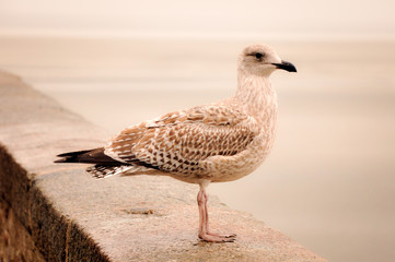 Portrait of a Seagull at the Seaside