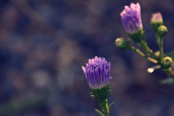 the last autumn flowers in the garden illuminated with the morning sun with dew drops