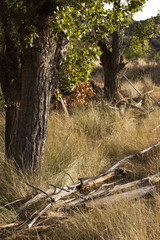 Close-up of a tree. Old branches on the ground