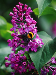 Bumblebee at the lilac