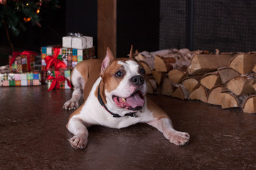 American staffordshire terrier is lying near the fireplace with firewood. Pet animals. Christmas presents.