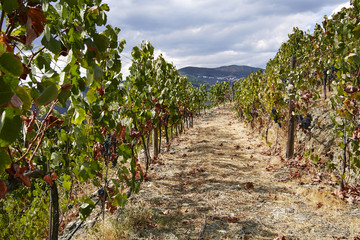 Fototapeta na wymiar Wine route through steep vineyard in the douro wine growing area, Portugal Europe