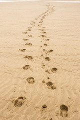 Footprints on sandy beach
