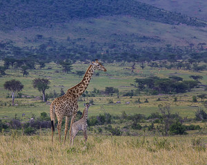 Mother and child Giraffes Serengeti National Park
