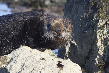 A Sea otter standing on a rock at low tide on a winter sunny day