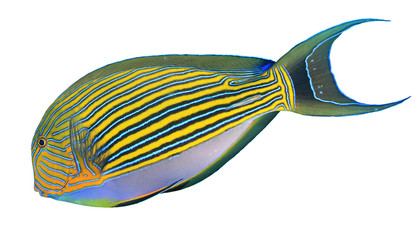 Striped Surgeonfish tropical reef fish isolated on white background