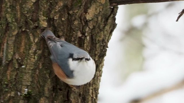 Eurasian nuthatch or wood nuthatch Sitta europaea hides food into tree bark. Colorful bird in winter forest.