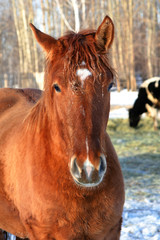 horses walk in the winter