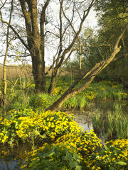Sunny afternoon at the marshland