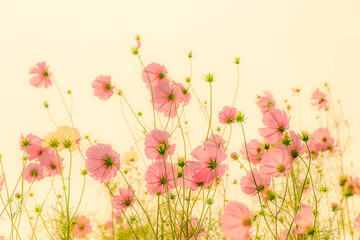 Fototapeta na wymiar Blooming pink cosmos flowers