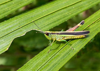 Grasshopper on green leaf in the forest