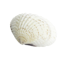 Scallop seashell isolated on white