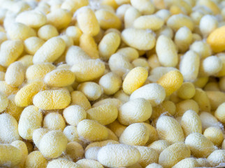 Silk cocoon that is processed to yield silk fiber