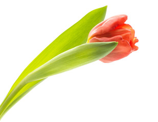 One red tulip with bright green leaves spring flower isolated on white background fresh cut.