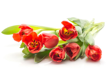 Seven red tulips bouquet spring flowers isolated on white background fresh cut and open.