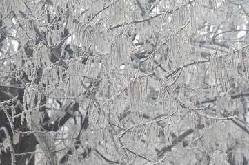 Fototapeta premium Trees in ice