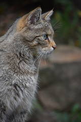 Naklejka na ściany i meble European wildcat side profile portrait close up