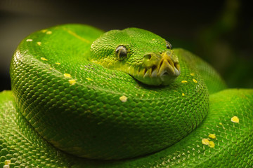Green tree python (Morelia viridis) close up