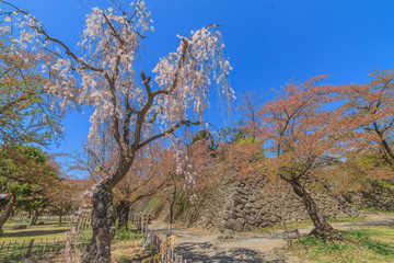 春の懐古園の風景