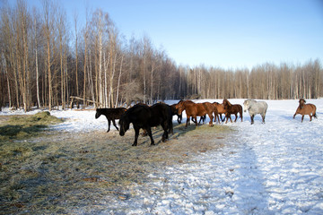 Fototapeta na wymiar horses walk in the winter