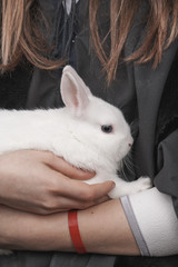 Obraz premium A white rabbit in a girl's arms