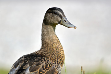 closeup of a male mallard duck on neutral background