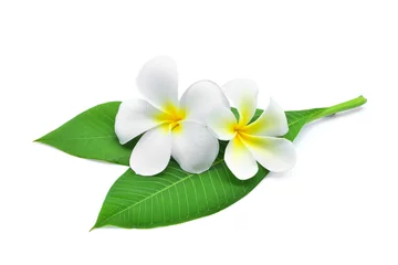 Poster Im Rahmen Frangipani oder Plumeria, tropische Blumen mit grünen Blättern auf weißem Hintergrund © pum659