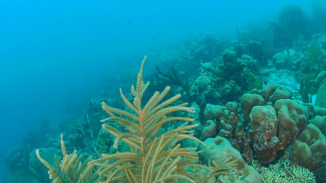 Coral Life Caribbean Sea Bonaire Island Underwater Diving  1080P Video