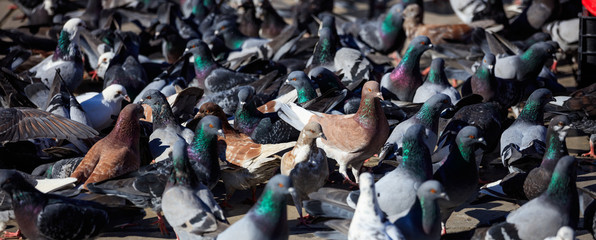 Domestic pigeons, doves are standing or eating in the middle of a street. Close up view with details
