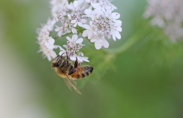 Bee on coriander flowers