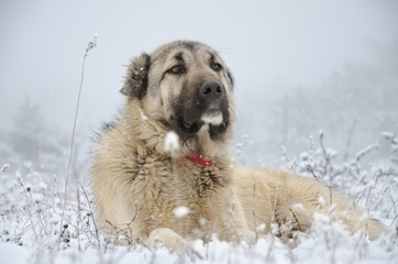 Sivas Kangal dog lying in snow.