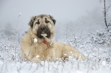 Sivas Kangal dog lying in snow.
